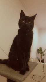 Lost Cat