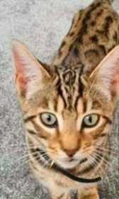 Lost Cat