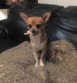 Lost Dog