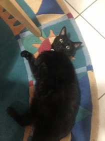 Lost Cat