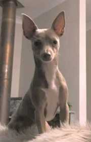 Lost Dog