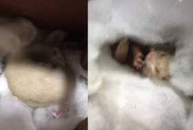 Lost Ferret