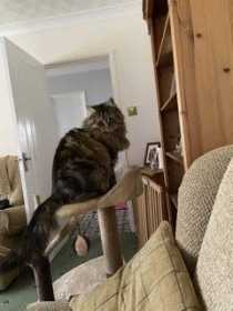 Lost Cat