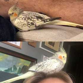 Lost Cockatiel