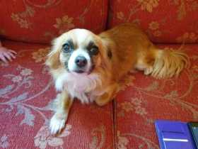 Lost Dog