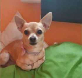 Lost Dog