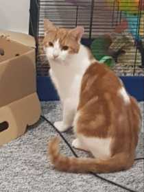 Lost Cat