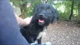 Lost Dog