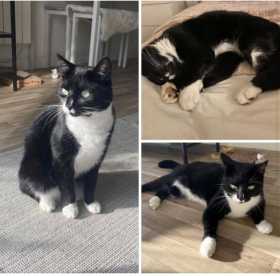 Lost Cat