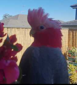 Lost Galah Cockatoo