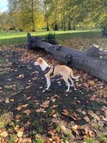 Lost Dog