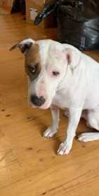 Lost Dog