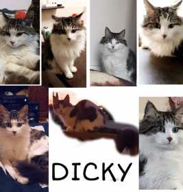 Lost Cat