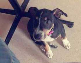 Lost Dog