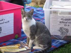 Lost Cat