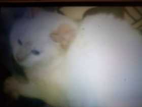 Lost Cat