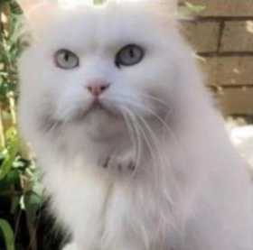 Lost Cat