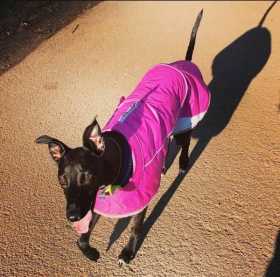 Lost Dog