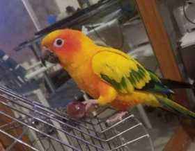 Lost Conure