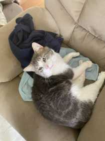 Lost Cat