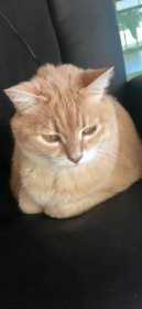 Lost Cat
