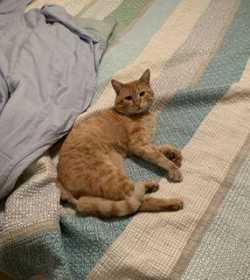 Lost Cat
