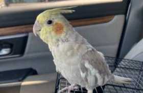 Lost Cockatiel