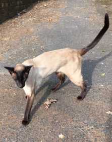 Lost Cat