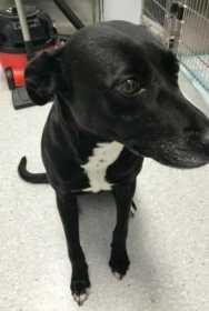 Lost Dog