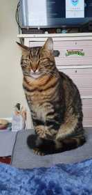 Lost Cat