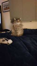 Lost Cat