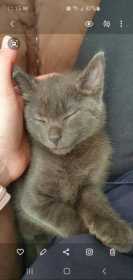 Lost Cat