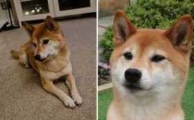 Lost Dog