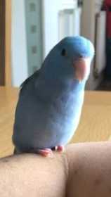 Lost Parrotlet