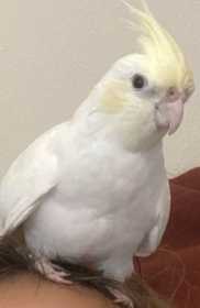 Lost Cockatiel