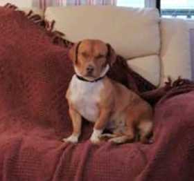 Lost Dog