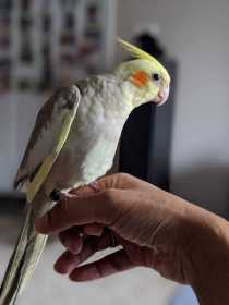 Lost Cockatiel