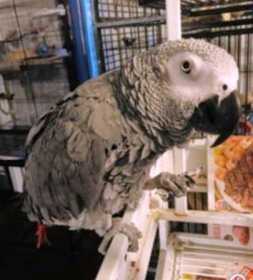 Lost African Grey