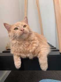 Lost Cat