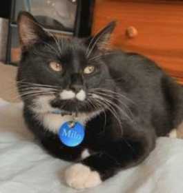 Lost Cat