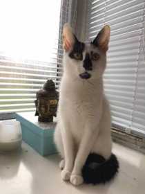 Lost Cat
