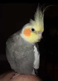 Lost Cockatiel