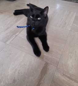 Lost Cat