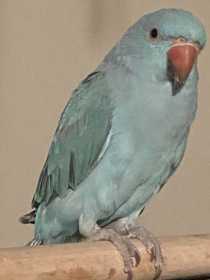 Lost Indian Ringneck Parakeet