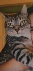 Lost Cat