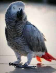 Lost African Grey