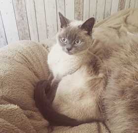 Lost Cat