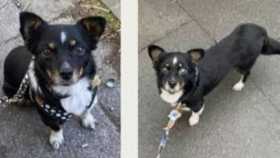 Lost Dog