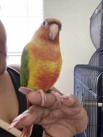 Lost Conure