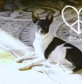 Lost Dog